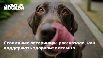 Столичные ветеринары рассказали, как поддержать здоровье питомца - vm.ru - Москва