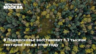 В Подмосковье восстановят 1,3 тысячи гектаров леса в этом году - vm.ru - Московская обл.