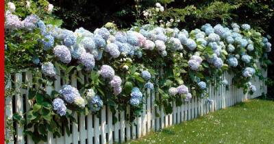 Что посадить вдоль забора в саду: красивые, но неприхотливые цветущие растения - profile.ru