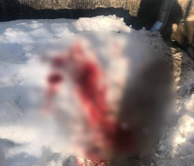 «Кровь шла струей»: жителю Выборга упавшая с фасада штукатурка рассекла голову - ivbg.ru - Украина - Выборг - Выборг - Ленобласть