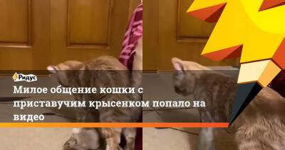 Милое общение кошки с приставучим крысенком попало на видео - ridus.ru