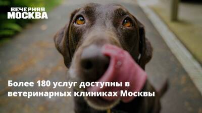Более 180 услуг доступны в ветеринарных клиниках Москвы - vm.ru - Москва - Москва
