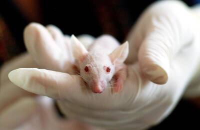Дмитрий Давыдов - США вели опыты с коронавирусом летучих мышей в биолабораториях на Украине - sib.fm - Россия - США - Украина
