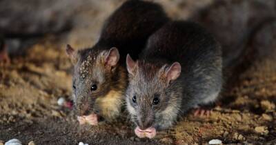 Начать с малого. Ученые потренируются на крысах, прежде чем воскресить мамонта - focus.ua - Украина - Копенгаген