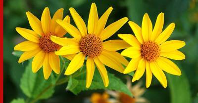 Засуха не страшна: 5 красивых цветов для солнечного сада - profile.ru