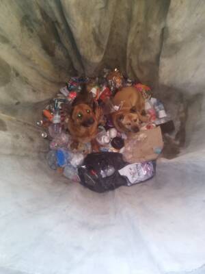 Поль Лодейный - В Лодейном Поле спасли провалившихся в мусорную яму двух собак - ivbg.ru - Украина - Ленобласть
