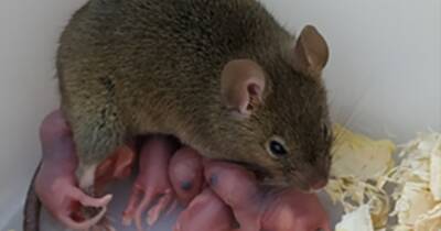 "Непорочное зачатие". Ученые изменили гены мышей, чтобы те рождались без участия самцов - focus.ua - Китай - Украина - Шанхай