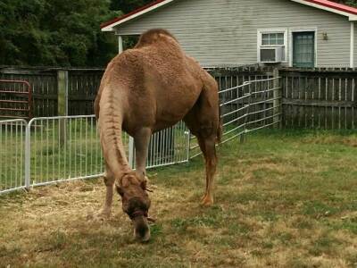 Верблюд сбежал из зоопарка и убил двух человек в США - bloknot.ru - США - штат Теннесси - Волгоградская обл.