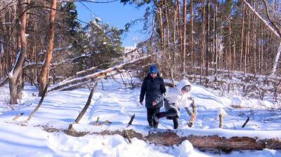 Воронежцы оказались в дорожной блокаде из-за упавших деревьев - vestivrn.ru