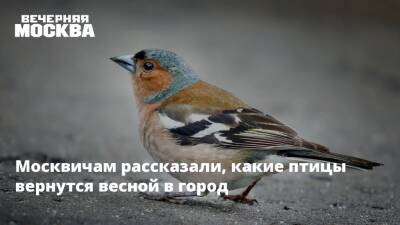 Москвичам рассказали, какие птицы вернутся весной в город - vm.ru - Москва - Москва