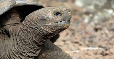 Ученые обнаружили неизвестный науке вид гигантских черепах на Галапагосских островах - focus.ua - США - Украина - Англия - Эквадор