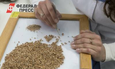 Викторий Абрамченко - Россия запретила вывозить основные виды зерна - fedpress.ru - Москва - Россия