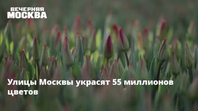 Улицы Москвы украсят 55 миллионов цветов - vm.ru - Москва - Москва - Петр Бирюков