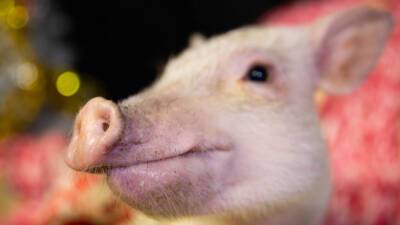 Нейросеть позволила ученым расшифровать хрюканье свиней - mir24.tv - Копенгаген