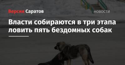 Власти собираются в три этапа ловить пять бездомных собак - nversia.ru - Саратовская обл.