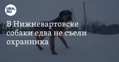 В Нижневартовске собаки едва не съели охранника. Момент нападения попал на видео - ura.news - Югра - Нижневартовск