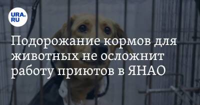 Владимир Путин - Подорожание кормов для животных не осложнит работу приютов в ЯНАО - ura.news - Россия - Украина - окр. Янао