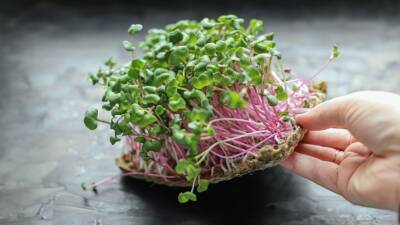 Домашний огород: как вырастить полезную микрозелень - mir24.tv