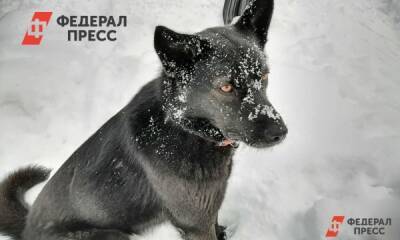 Уголовное дело из-за нападения собак возбудили в Приморье - fedpress.ru - Приморье край - Владивосток