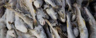 Южносахалинцы могут приобрести свежую рыбу на трех торговых площадках - runews24.ru - Южно-Сахалинск