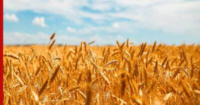 Индия решила стать основным экспортером пшеницы - profile.ru - Россия - Украина - Индия