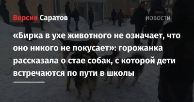 «Бирка в ухе животного не означает, что оно никого не покусает»: горожанка рассказала о стае собак, с которой дети встречаются по пути в школы - nversia.ru - Саратов - район Заводский, Саратов