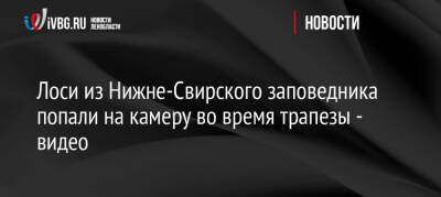 Лоси из Нижне-Свирского заповедника попали на камеру во время трапезы — видео - ivbg.ru - Украина - Ленобласть