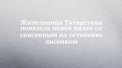 Жительница Татарстана показала новое видео со спасенным на остановке лисенком - chelny-izvest.ru - респ. Татарстан - Нижнекамск