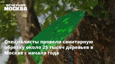 Специалисты провели санитарную обрезку около 25 тысяч деревьев в Москве с начала года - vm.ru - Москва - Московская обл. - Москва