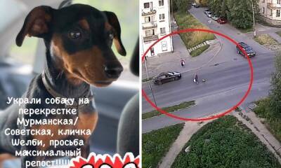 Суд вынес приговор жительнице Петрозаводска за кражу породистой собаки у магазина - gubdaily.ru - Петрозаводск - республика Карелия