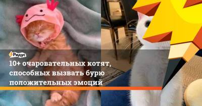 10+ очаровательных котят, способных вызвать бурю положительных эмоций - ridus.ru - Швеция