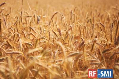 Что новенького по мировому продовольственному рынку? - rf-smi.ru - Россия - Египет - Ливан