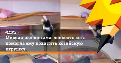 Миссия выполнима: ловкость кота помогла ему похитить хозяйскую игрушку - ridus.ru