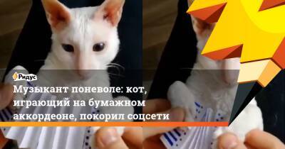 Музыкант поневоле: кот, играющий на бумажном аккордеоне, покорил соцсети - ridus.ru
