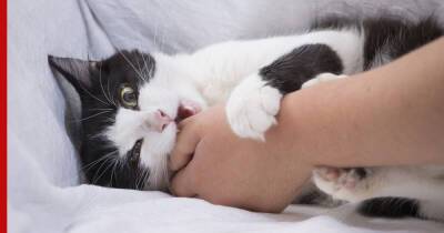 Как отучить кошку кусаться: советы по воспитанию питомца - profile.ru