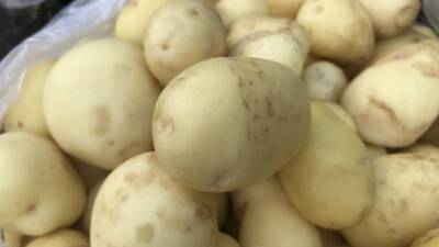 Самый большой в мире клубень картофеля из Новой Зеландии оказался тыквой - mir24.tv - США - Новая Зеландия