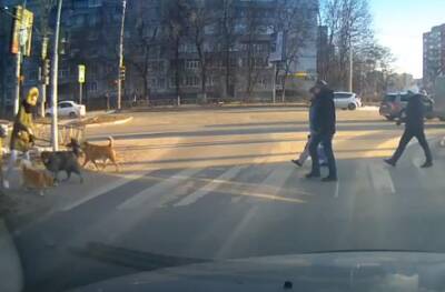 В Рязани уличные собаки напали на пса, идущего на поводке с хозяйкой - 7info.ru - Рязань