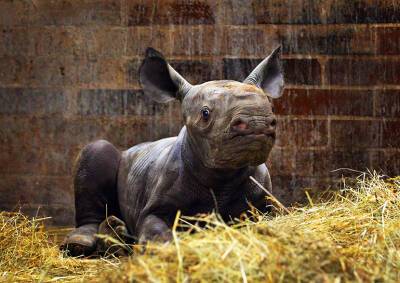 В чешском зоопарке родился редкий носорог. Ему дали имя Киев - vinegret.cz - Украина - Киев - Чехия