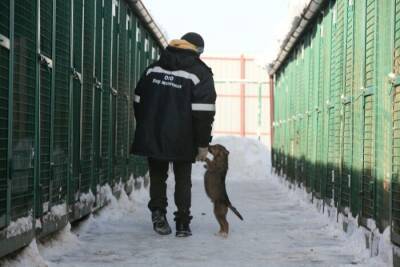 Приют для бездомных собак открылся в Кургане - interfax-russia.ru - Курган
