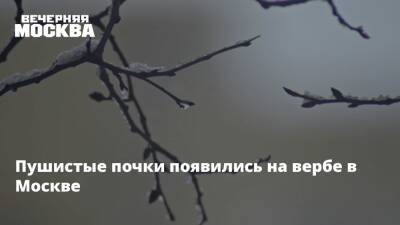 Пушистые почки появились на вербе в Москве - vm.ru - Москва - городское поселение Домодедово - Москва