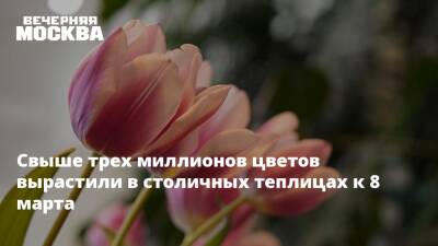 Свыше трех миллионов цветов вырастили в столичных теплицах к 8 марта - vm.ru - Москва