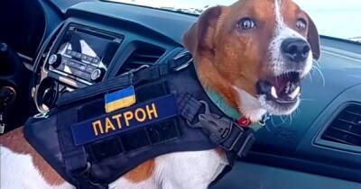 Воюет на Черниговщине. Пес Патрон помог саперам обезвредить уже 90 мин (видео) - focus.ua - Россия - Украина