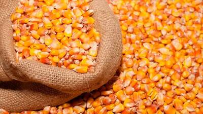 Украина может ежемесячно экспортировать до 600 тыс. тонн сельхозпродукции альтернативными путями – УКАБ - bin.ua - Россия - США - Украина - Бразилия - Аргентина