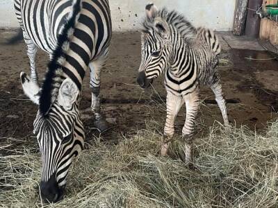 В зоопарке в оккупированной части Киевской области родился зебренок, его назвали Маленьким Зе - gordonua.com - Украина - Киевская обл. - Обстрелы