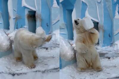 Белый медведь Кай в Новосибирском зоопарке научился жонглировать - sib.fm - Новосибирск
