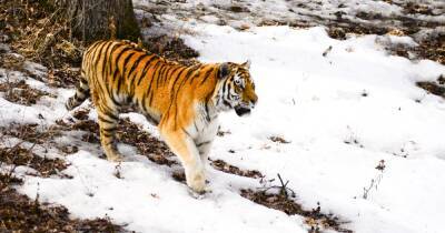 Путин - В американском зоопарке скончался тигр по имени Путин - focus.ua - США - Украина - шт. Миннесота - Чехия - Дания