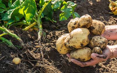 Хороший урожай картофеля: как подготовить клубни и выбрать сорт - afanasy.biz - Россельхознадзор