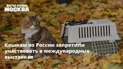 Кошкам из России запретили участвовать в международных выставках - vm.ru - Россия - Украина - Пермь