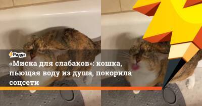 Дмитрий Голубовский - «Миска для слабаков»: кошка, пьющая воду из душа, покорила соцсети - ridus.ru - Россия