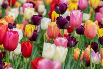 Цветочные магазины Петербурга обеспечены цветами к 8 марта - abnews - Украина - Санкт-Петербург
